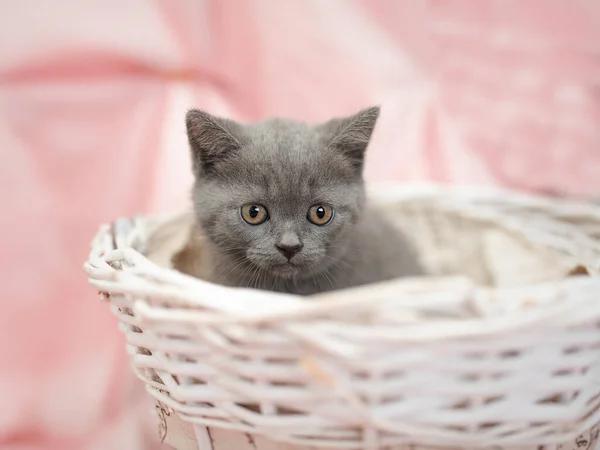 Britse Kort Haar Kitten Liggend Vensterbank — Stockfoto