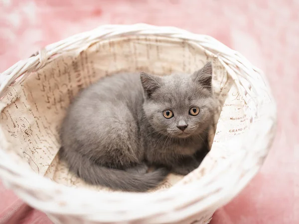 British Shorthair Kitten Lying Window Sill — Stock Photo, Image
