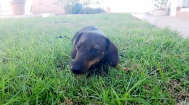 Wirehaired Dachshund eats a treat on the grass