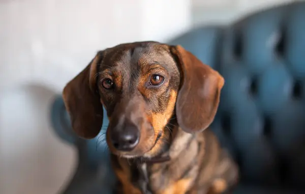 A red-haired hunting dog of the dachshund breed relax on a blue armchair in the living room and carefully looks directly into the camera, posing. An elegant breed