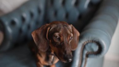 Yavaşça yere uzanmış, kameraya bakan kahverengi köpek yavrusunu yakından çek.