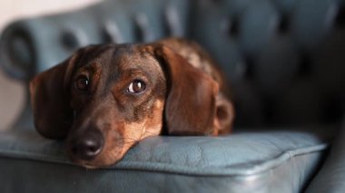 Dachshund cinsinden kızıl saçlı bir av köpeği oturma odasındaki mavi koltukta rahatlar ve dikkatlice kameraya bakar, poz verir. Zarif bir cins..