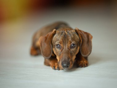 Şirin kahverengi köpek dachshund, kameraya bakıyor.