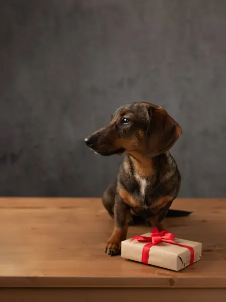 Cute dachshund dog with a gift