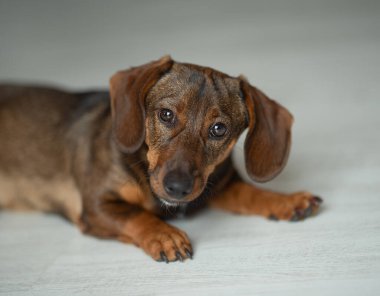 Şirin kahverengi köpek dachshund, kameraya bakıyor.