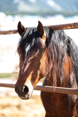 Kestane rengi güzel bir aygırın yakın çekimi.