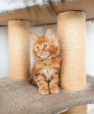 Küçük tüylü kırmızı Maine Rakunu kahverengi halıda oturuyor.