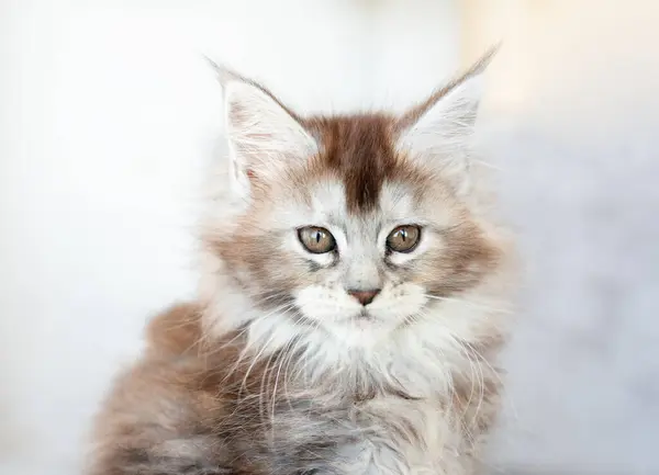 Maine Coon Kitten Bílém Pozadí — Stock fotografie