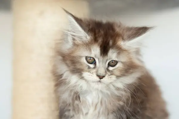 Een Kleine Grijze Kitten Van Het Ras Maine Coon — Stockfoto