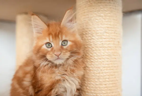 毛茸茸的红色缅因州小猫咪坐在棕色的地毯上 — 图库照片