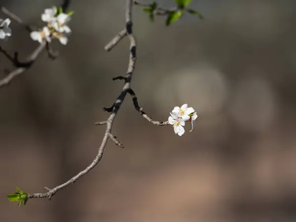Mandelblüte Auf Dunklem Hintergrund — Stockfoto