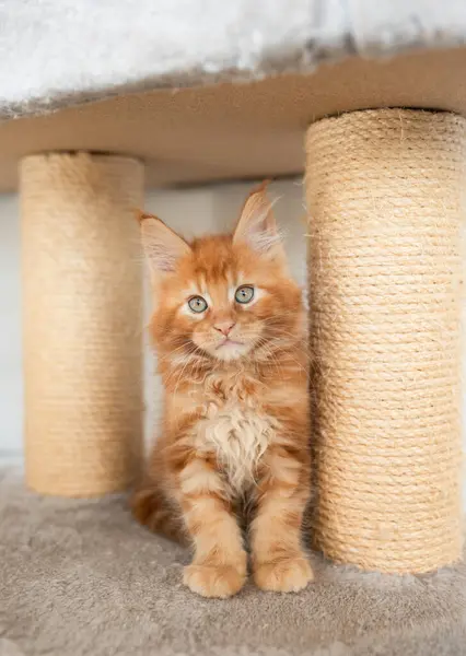 카펫에 푹신한 Coon 고양이 — 스톡 사진