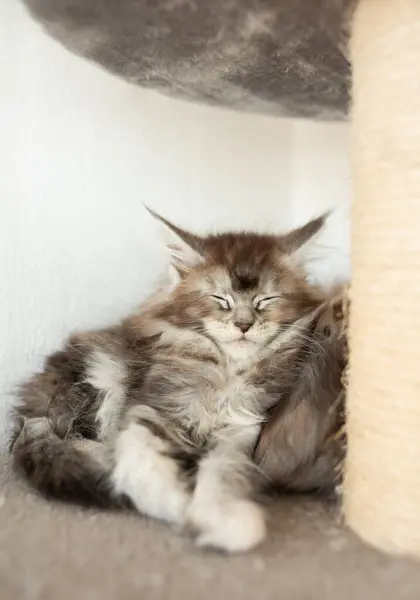 페르시아어 Coon 고양이 그리고 베개에 신생아 고양이 고양이 — 스톡 사진