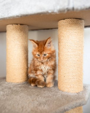 Büyük kırmızı Maine Rakun kedisi. Kedi sarı ekose kumaşın içinde yatıyor. Sonbahar mevsimi