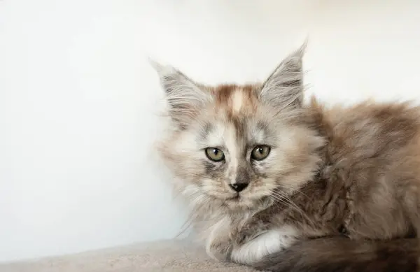 Maine Pesukarhu Kissa Hänen Pörröinen Ruskea Valkoinen Värillinen Talo — kuvapankkivalokuva