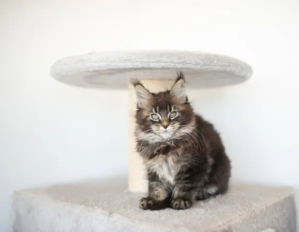 Ένα Ριγέ Γατάκι Μέιν Ρουν Στέκεται Πάνω Έπιπλα Γάτας — Φωτογραφία Αρχείου