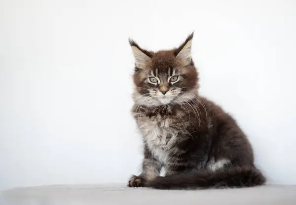 Ένα Γατάκι Μέιν Ρουν Που Στέκεται Πάνω Έπιπλα Γάτας — Φωτογραφία Αρχείου