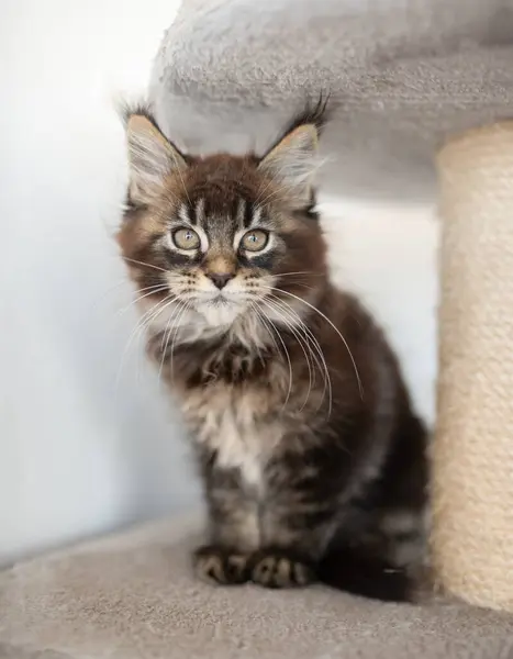 一只带条纹的缅因州小猫站在猫的家具上 — 图库照片