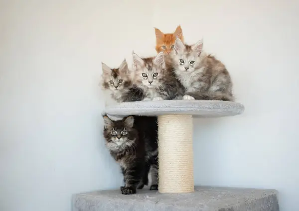 Maine Coon Kittens Lila Achtergrond — Stockfoto