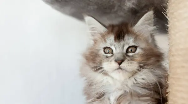 Studioporträt Eines Grau Weiß Gestromten Kätzchens Das Nach Vorne Blickt — Stockfoto