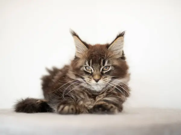 Ένα Γατάκι Μέιν Ρουν Που Στέκεται Πάνω Έπιπλα Γάτας — Φωτογραφία Αρχείου