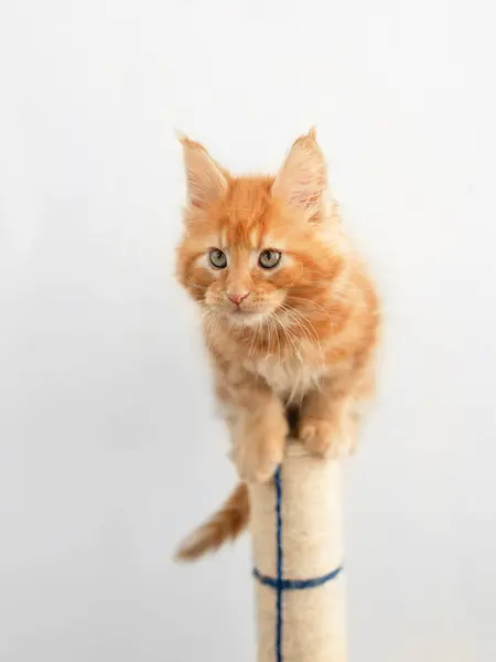 Piękny Czerwony Duży Kot Maine Szop Siedzi Domu — Zdjęcie stockowe