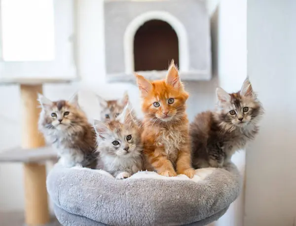 Groupe Chatons Coon Maine — Photo