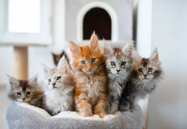 Grupa Kociaków Maine Coon — Zdjęcie stockowe