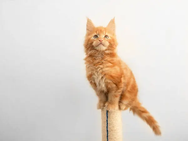 Όμορφη Κόκκινη Μεγάλη Γάτα Maine Coon Κάθεται Στο Σπίτι — Φωτογραφία Αρχείου