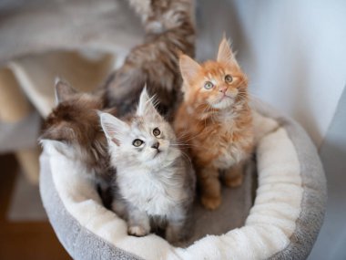 Çizgili iki sevimli Maine Rakunu 'nun portresi Oyun standında kırmızı ve gri uzanır.