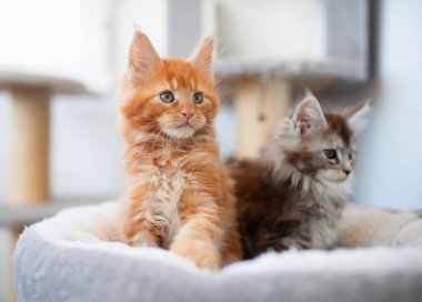 Çizgili iki sevimli Maine Rakunu 'nun portresi Oyun standında kırmızı ve gri uzanır.