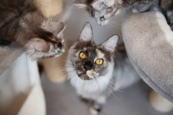 Фотопортрет Мейн Куна Персидським Змішаним Породою Кішки Крупним Планом Має — стокове фото