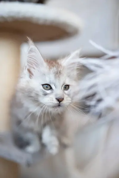 Ritratto Ravvicinato Gatto Bianco Addormentato Del Maine Coon — Foto Stock