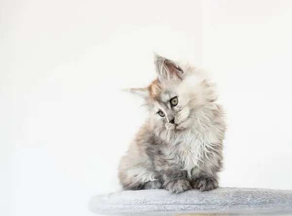 Schattig Maine Coon Kitten Een Lichte Achtergrond — Stockfoto