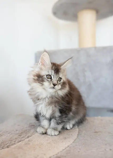 배경에 귀여운 Coon 고양이 — 스톡 사진