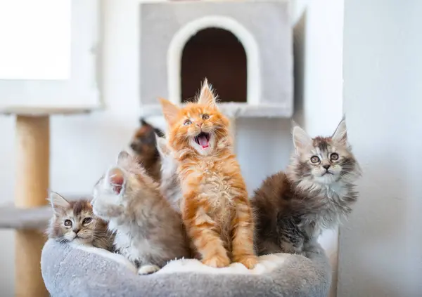 A group of Maine Coon kittens , cats having fun.