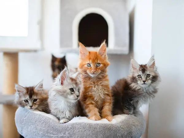 Группа Милых Котят Мэн Кун Лежащих Сером Теплом Одеяле Кровати — стоковое фото