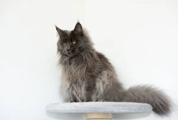 Portret Van Een Prachtige Serieuze Maine Coon Kat Huisdierverzorging — Stockfoto