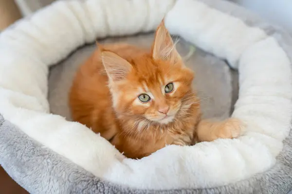 Portret Van Binnenlandse Rode Maine Coon Kitten Maanden Oud Schattige — Stockfoto