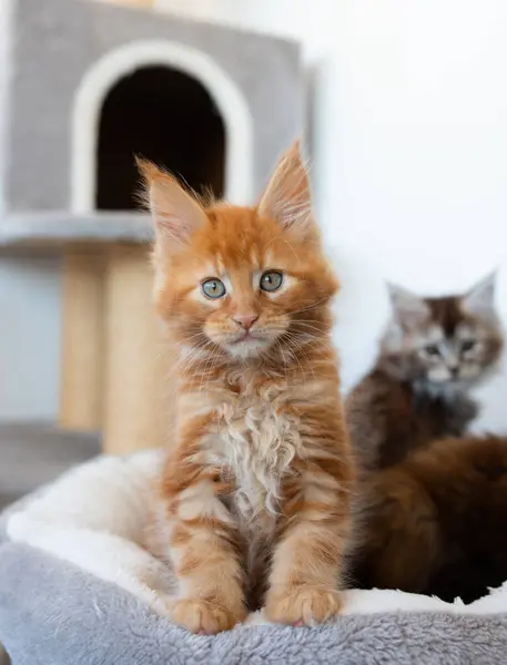 Coon 고양이의 초상화 귀여운 고양이 앉아서 카메라를 호기심 오렌지 스트라이프 — 스톡 사진