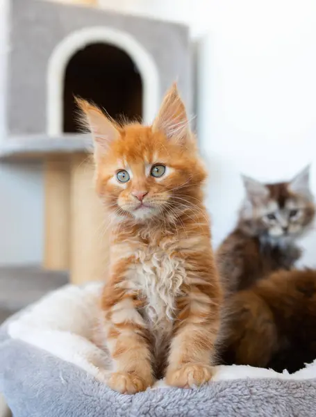 肖像的国内红缅因库恩小猫 个月大 可爱的年轻猫坐在前面 看着相机 孤立在白色背景上的好奇年轻橙色条纹的小猫 — 图库照片#