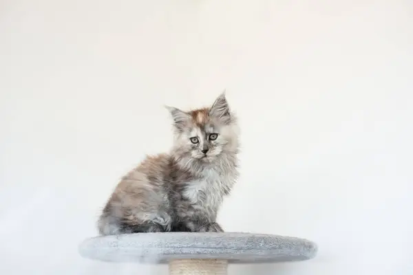 Kucing Maine Coon Tiga Warna Duduk Rak Kucing — Stok Foto