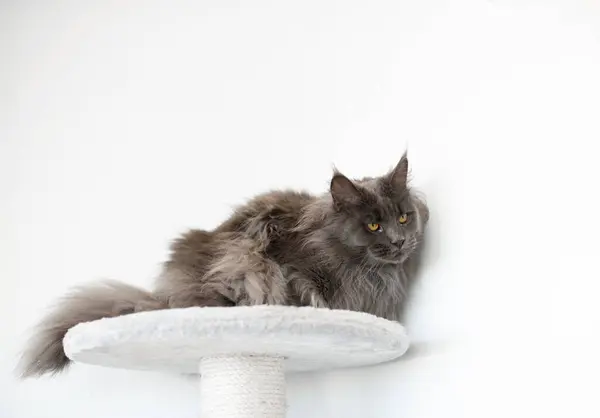 Πορτρέτο Μιας Όμορφης Σοβαρής Γάτας Μέιν Ρουν Φροντίδα Ζώων — Φωτογραφία Αρχείου