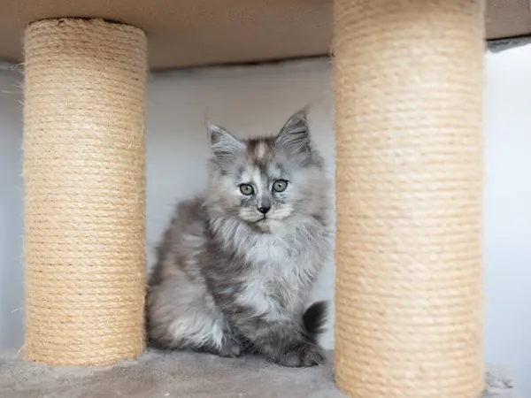 一只毛色的缅因州猫坐在猫架上 — 图库照片#