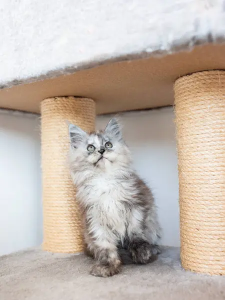 Een Driekleurige Maine Coon Kitten Zit Een Kattenplank — Stockfoto