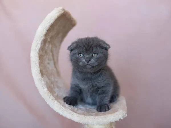 可爱的小猫的肖像 英国短毛猫 哭泣的表情 — 图库照片#