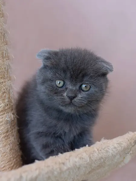 Retrato Gatinho Bonito Gato Britânico Shorthair Triste Expressão Choro — Fotografia de Stock
