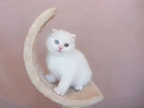 Witte Kat Met Verschillende Kleuren Ogen Turkse Angora Van Kitten — Stockfoto
