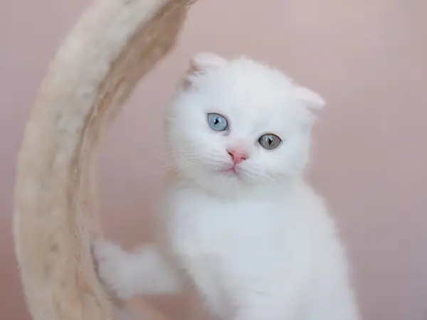 Bílá Kočka Odlišnýma Barvou Očí Turecká Angora Van Kitten Modrýma — Stock fotografie