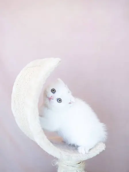 British Shorthair Kitten Silver Color Blue Gray Backgrounds — Stockfoto